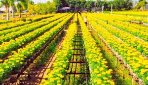 Thuê Xe Vĩnh Long Đi Đồng Tháp