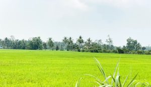 Thuê Xe Vũng Tàu Đi Đồng Tháp